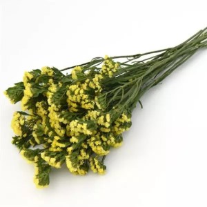 limonium_qis_yellow.jpg